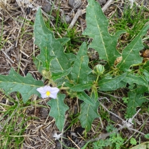 Solanum cinereum at Isaacs Ridge - 27 Jan 2019 10:46 AM