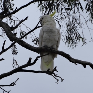 Cacatua galerita at Isaacs, ACT - 27 Jan 2019 10:49 AM