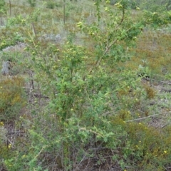 Rosa rubiginosa at Isaacs, ACT - 27 Jan 2019 10:45 AM