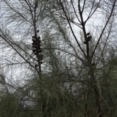 Allocasuarina verticillata (Drooping Sheoak) at Isaacs Ridge - 27 Jan 2019 by Mike