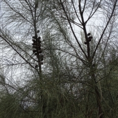 Allocasuarina verticillata (Drooping Sheoak) at Isaacs, ACT - 26 Jan 2019 by Mike