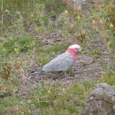 Eolophus roseicapilla (Galah) at Isaacs, ACT - 26 Jan 2019 by Mike