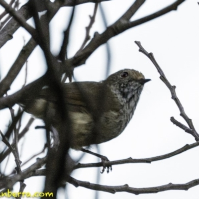 Acanthiza pusilla (Brown Thornbill) at Deakin, ACT - 25 Jan 2019 by BIrdsinCanberra