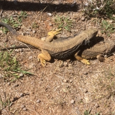 Pogona barbata (Eastern Bearded Dragon) at Symonston, ACT - 10 Nov 2018 by CallumBraeRuralProperty