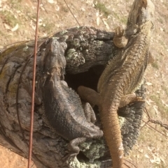 Pogona barbata (Eastern Bearded Dragon) at Symonston, ACT - 12 Dec 2018 by CallumBraeRuralProperty