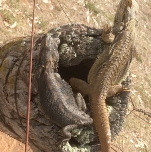 Pogona barbata at Symonston, ACT - 12 Dec 2018