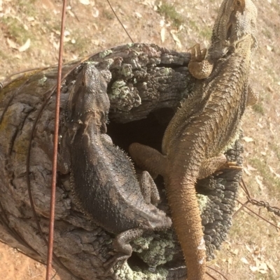 Pogona barbata (Eastern Bearded Dragon) at Symonston, ACT - 12 Dec 2018 by CallumBraeRuralProperty