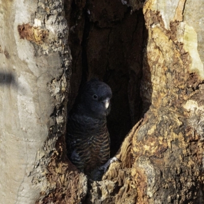 Callocephalon fimbriatum (Gang-gang Cockatoo) at Deakin, ACT - 25 Jan 2019 by BIrdsinCanberra