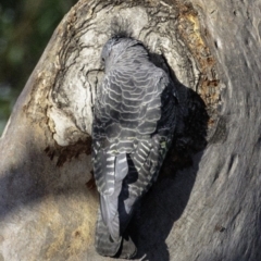 Callocephalon fimbriatum at Deakin, ACT - suppressed