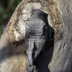 Callocephalon fimbriatum at Deakin, ACT - suppressed