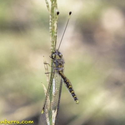 Suhpalacsa flavipes (Yellow Owlfly) at Deakin, ACT - 26 Jan 2019 by JonSteinbeck