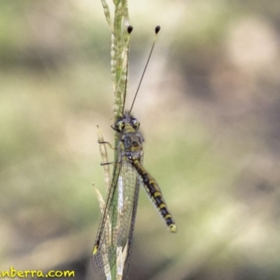 Suhpalacsa flavipes (Yellow Owlfly) at Deakin, ACT - 25 Jan 2019 by BIrdsinCanberra