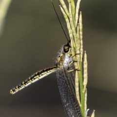 Suhpalacsa flavipes at Deakin, ACT - 26 Jan 2019