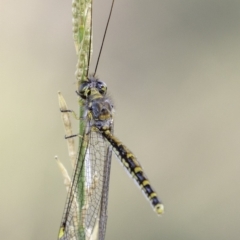 Suhpalacsa flavipes at Deakin, ACT - 26 Jan 2019