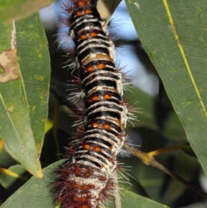 Chelepteryx collesi at Acton, ACT - 21 Jan 2019