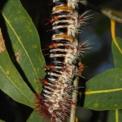 Chelepteryx collesi at Acton, ACT - 21 Jan 2019