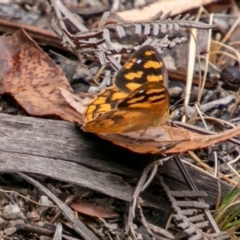 Heteronympha solandri at Tennent, ACT - 27 Jan 2019