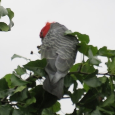 Callocephalon fimbriatum (Gang-gang Cockatoo) at Curtin, ACT - 27 Jan 2019 by tom.tomward@gmail.com