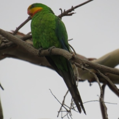 Polytelis swainsonii (Superb Parrot) at Curtin, ACT - 27 Jan 2019 by tom.tomward@gmail.com