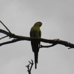 Polytelis swainsonii at Curtin, ACT - 27 Jan 2019