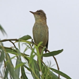 Acrocephalus australis at Fyshwick, ACT - 27 Jan 2019 09:48 AM