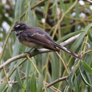 Rhipidura albiscapa at Fyshwick, ACT - 27 Jan 2019