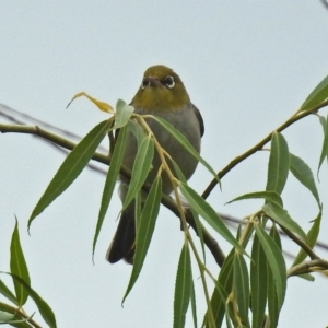 Zosterops lateralis at Fyshwick, ACT - 27 Jan 2019