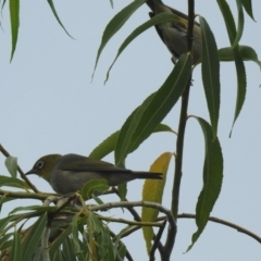 Zosterops lateralis at Fyshwick, ACT - 27 Jan 2019