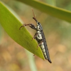 Rhinotia sp. (genus) (Unidentified Rhinotia weevil) at Fyshwick, ACT - 26 Jan 2019 by RodDeb