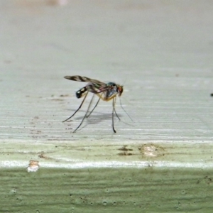 Heteropsilopus sp. (genus) at Fyshwick, ACT - 27 Jan 2019 10:32 AM