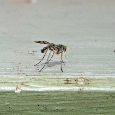 Heteropsilopus sp. (genus) (A long legged fly) at Fyshwick, ACT - 26 Jan 2019 by RodDeb