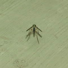 Heteropsilopus sp. (genus) at Fyshwick, ACT - 27 Jan 2019 10:32 AM