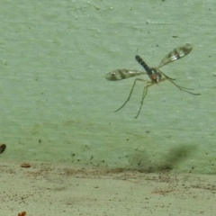 Heteropsilopus sp. (genus) at Fyshwick, ACT - 27 Jan 2019 10:32 AM