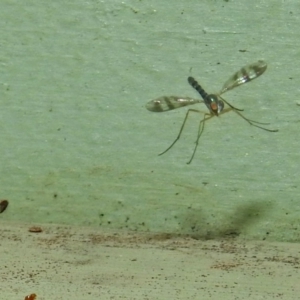 Heteropsilopus sp. (genus) at Fyshwick, ACT - 27 Jan 2019 10:32 AM