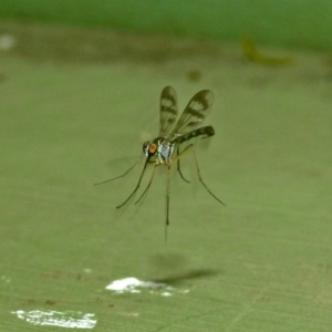 Heteropsilopus sp. (genus) at Fyshwick, ACT - 27 Jan 2019 10:32 AM