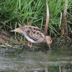 Gallinago hardwickii (Latham's Snipe) at Fyshwick, ACT - 26 Jan 2019 by RodDeb