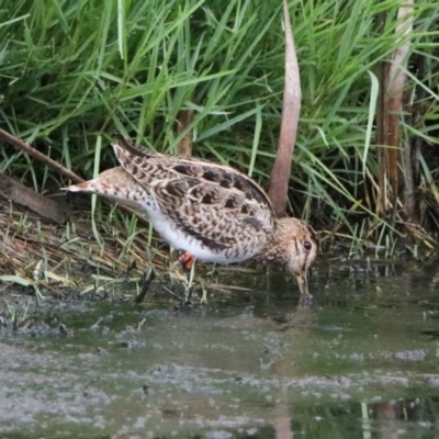 Gallinago hardwickii (Latham's Snipe) at Fyshwick, ACT - 26 Jan 2019 by RodDeb