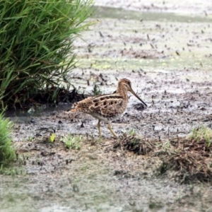 Gallinago hardwickii at Fyshwick, ACT - 27 Jan 2019