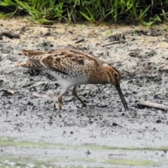 Gallinago hardwickii at Fyshwick, ACT - 27 Jan 2019