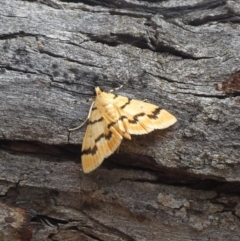 Dichocrocis clytusalis (Kurrajong Leaf-tier, Kurrajong Bag Moth) at Theodore, ACT - 10 Nov 2018 by Owen