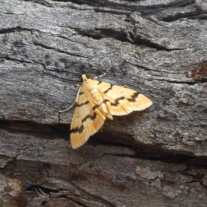 Dichocrocis clytusalis at Theodore, ACT - 10 Nov 2018