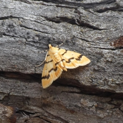 Dichocrocis clytusalis (Kurrajong Leaf-tier, Kurrajong Bag Moth) at Theodore, ACT - 10 Nov 2018 by owenh