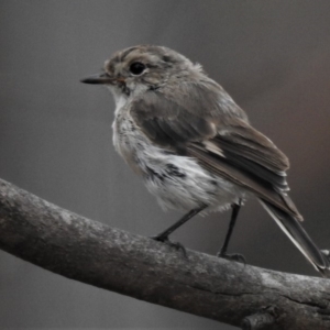 Petroica goodenovii at Amaroo, ACT - 27 Jan 2019