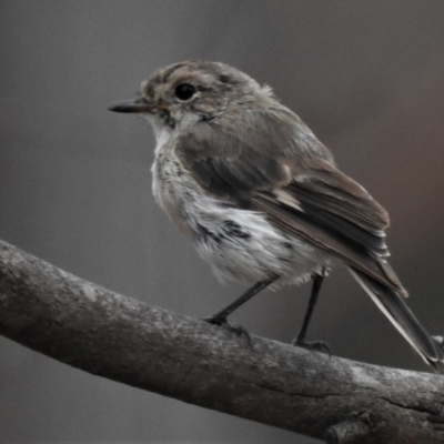 Petroica goodenovii (Red-capped Robin) at Amaroo, ACT - 26 Jan 2019 by JohnBundock