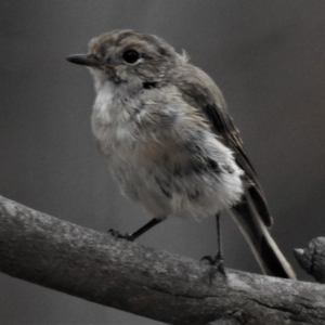 Petroica goodenovii at Amaroo, ACT - 27 Jan 2019