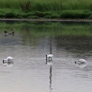 Platalea regia at Fyshwick, ACT - 27 Jan 2019