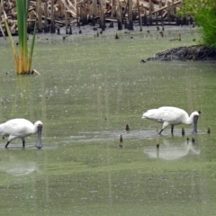 Platalea regia at Fyshwick, ACT - 27 Jan 2019