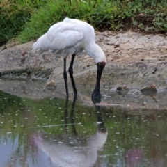 Platalea regia at Fyshwick, ACT - 27 Jan 2019