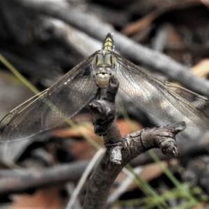 Orthetrum caledonicum at Amaroo, ACT - 27 Jan 2019