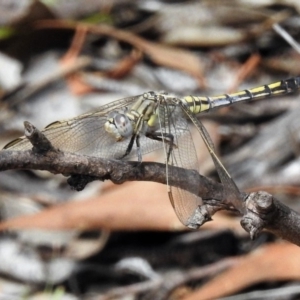 Orthetrum caledonicum at Amaroo, ACT - 27 Jan 2019